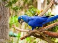 Blue Parrot