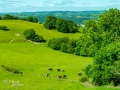 Cows Wales Country Side