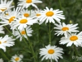 Daisies