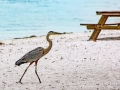 Herron on the Beach