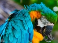 Macaw