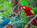 Macaws