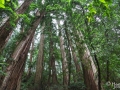 Muir Woods