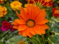 Orange Gazania Flower