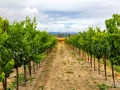 Sonoma Grapes