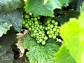 Sonoma Wine Grapes