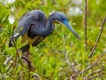 Blue Heron