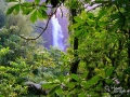 Trafalgar Falls Rainforest