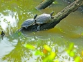 Turtles