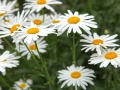 Daisies