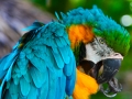 Macaw