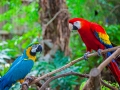 Macaws