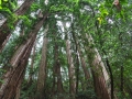 Muir Woods