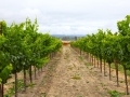 Sonoma Grapes