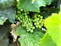 Sonoma Wine Grapes
